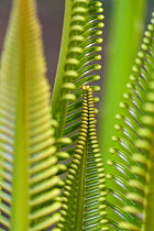 Cycad palm leaves, Wayag, Raja Ampat, Western Papua, Indonesian New Guinea.