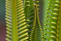 Cycad palm leaves,  Raja Ampat, Western Papua, Indonesian New Guinea.