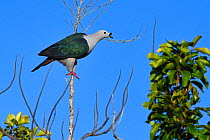 Spice imperial pigeon (Ducula myristicivora) Raja Ampat, Western Papua, Indonesian New Guinea.