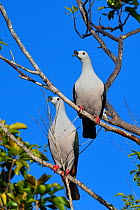 Spice imperial pigeon (Ducula myristicivora) two perched, Raja Ampat, Western Papua, Indonesian New Guinea