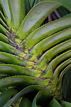 Pandanus palm tree leaves, Raja Ampat, Western Papua, Indonesian New Guinea