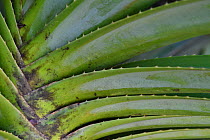 Pandanus palm tree leaves, Raja Ampat, Western Papua, Indonesian New Guinea