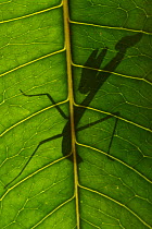 Praying mantis nymph silhouetted through leaf,. Raja Ampat, Western Papua, Indonesian New Guinea