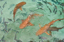 Blacktip reef sharks (Carcharhinus melanopterus) swimming in shallows with shoal of fish, Raja Ampat, Western Papua, Indonesian New Guinea