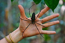 Golden orb-web spider (Nephila pilipes) on  human hand, Raja Ampat, Western Papua, Indonesian New Guinea