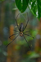Golden orb-web spider (Nephila pilipes) Wayag, Raja Ampat, Western Papua, Indonesian New Guinea