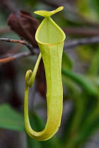 Pitcher plant (Nepenthes), Misool, Raja Ampat, Western Papua, Indonesian New Guinea