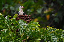 Great cuckoo-dove (Reinwardtoena reinwardti) in rain, Gam river, Misool, Raja Ampat, Western Papua, Indonesian New Guinea.