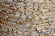 Tree bark of a Pandanus sp. tree, Misool Island, Raja Ampat, Western Papua, Indonesian New Guinea, on the Science et Images "Expedition Papua, in the footsteps of Wallace, by Iris Foundation