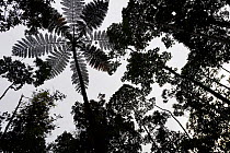 Tree fern (Cyatheales sp)  silhouetted in montane rainforest, near FakFak, Mainland New Guinea, Western Papua, Indonesian New Guinea