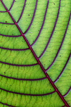 Close up of leaf from montane rainforest with distinct veins, Mainland New Guinea, Western Papua, Indonesian New Guinea