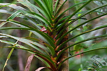 Climber palm (Araeaceae) lowland rainforest, Aiduma Island, near Triton Bay, Mainland New Guinea, Western Papua, Indonesian New Guinea