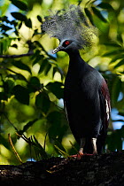 Western crowned pigeon, (Goura cristata), Aiduma Island, Triton Bay, near mainland New Guinea, Western Papua, Indonesian New Guinea