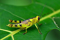 Grasshopper on rainforest  leaf,  Lenguru river, near Lobo village, Triton Bay, mainland New Guinea, Western Papua, Indonesian New Guinea