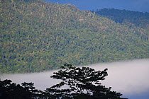 Morning mists in the rainforest near Lobo village, Triton Bay, mainland New Guinea, Western Papua, Indonesian New Guinea