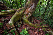 Triton Bay rainforest trees and roots, Mainland New Guinea, Western Papua, Indonesian New Guinea.