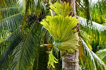 Staghorn fern (Platycerium sp) Triton Bay, Mainland New Guinea, Western Papua, Indonesian New Guinea
