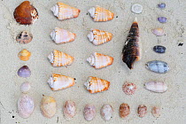 Seashells collected from beach, Triton Bay, Mainland New Guinea, Western Papua, Indonesian New Guinea