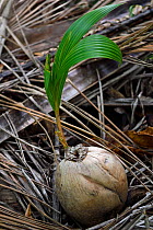 Coconut palm tree nut germinating (Cocos nucifera),Triton Bay, Mainland New Guinea, Western Papua, Indonesian New Guinea