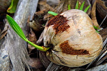 Coconut palm tree nut germinating (Cocos nucifera) Triton Bay, Mainland New Guinea, Western Papua, Indonesian New Guinea,