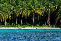 Coconut palm tree (Cocos nucifera) growing along coast by sea, Triton Bay, Mainland New Guinea, Western Papua, Indonesian New Guinea