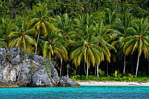 Coconut palm trees (Cocos nucifera) growing along coast by sea, Triton Bay, Mainland New Guinea, Western Papua, Indonesian New Guinea