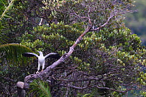White-bellied sea eagle, (Haliaeetus leucogaster), Triton Bay, Mainland New Guinea, Western Papua, Indonesian New Guinea