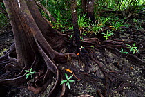 Lowland rainforest mangroves, Karawawi River, Kumawa Peninsula, mainland New Guinea, Western Papua, Indonesian New Guinea