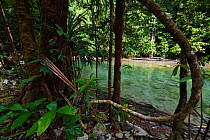 Lowland rainforest, Karawawi River, Kumawa Peninsula, mainland New Guinea, Western Papua, Indonesian New Guinea