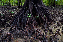 Lowland rainforest mangroves trees at low tide, Karawawi River, Kumawa Peninsula, mainland New Guinea, Western Papua, New Guinea.