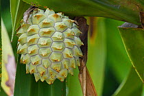 Palm tree fruit (Pandanus) lowland rainforest, Karawawi River, Kumawa Peninsula, Western Papua, New Guinea.