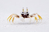 Horned ghost crab (Ocypode ceratophthalma) Lowland rainforest, Karawawi River, Kumawa Peninsula, mainland New Guinea, Western Papua, Indonesian New Guinea, on the Science et Images "Expedition Papua,...