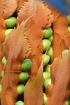 Cycad palm tree fruits, Lowland rainforest, Karawawi River, Kumawa Peninsula, mainland New Guinea, Western Papua, Indonesian New Guinea.