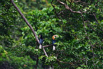 Blyth's hornbill (Rhyticeros plicatus), Lowland rainforest, Karawawi River, Kumawa Peninsula, mainland New Guinea, Western Papua, Indonesian New Guinea