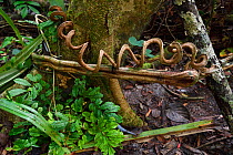 Spiral vine / liana, Lowland rainforest, near Kap Araide, Kumawa Peninsula, Western Papua, Indonesian New Guinea