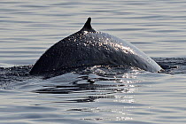 Bryde's whale (Balaenoptera brydei) breaching, Raja Ampat, Western Papua, Indonesian New Guinea.