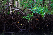 Red Mangrove (Rhizophora mangle) forest in Batenta Island, Raja Ampat, Western Papua, Indonesian New Guinea.