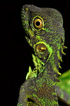 Forest dragon lizard (Hypsilurus) Batenta Island, Raja Ampat, Western Papua, Indonesia.