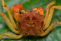 Land crab, rainforest, Batenta Island, Raja Ampat, Western Papua, Indonesia.