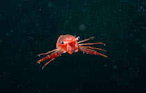 Gregarious lobster krill (Munida gregaria) juvenile. Beagle Channel. Argentina.