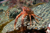 Gregarious lobster krill (Munida gregaria) in defensive position. Beagle Channel. Argentina.