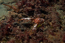 Gregarious lobster krill  (Munida gregaria) adult sea floor, Falkland Islands. February.