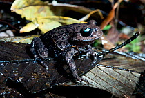 Tengchong spadefoot toad (Leptobrachium tengchongense) Goaligongshan, Yunan, South West China.