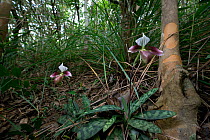 Hong Kong lady's slipper orchid (Paphiopedilum purpuratum) Hong Kong Island.