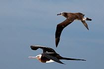 Magnificent frigate bird (Fregata magnificens) and Black-footed albatross (Phoebastria nigripes) fledged juveniles. Midway Atoll.