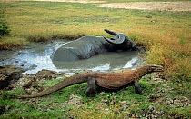 Komodo dragon (Varanus komodoensis) with Asian water buffalo  (Bubalus arnee) in mud hole. The dragon was walking past to in case the buffalo was trapped, which it was not. Komodo Island. Indonesia.