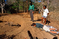 Komodo dragon (Varanus komodensis) entering hole in nest, created in abandoned megapode mound. Cameraman Michael Pitts filming through access hole in nest. Komodo Island, Indonesia. 1995