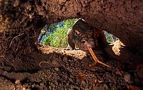 Komodo dragon (Varanus komodensis) entering hole in nest, created in abandoned megapode mound. Photographed through another access hole in nest. Komodo Island, Indonesia.