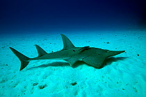 Shovelnose ray  (Glaucostegus typus) Lady Elliot Island, Great Barrier Reef, Australia.