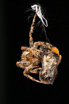 Garden Cross Spider (Araneus diadematus) wrapping its Common Carder Bee (Bombus pascuorum) prey in silk, Bristol, UK, September. Sequence 9/10.